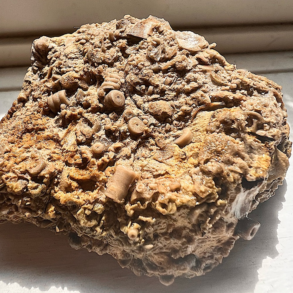 Large Fossil Chunk (Crinoids, Shells, Vertebrate)